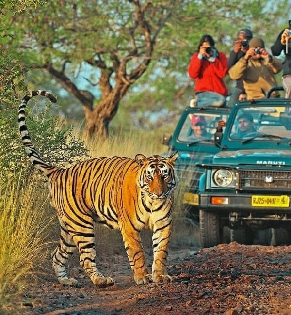 Ranthambore taxi service